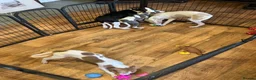 Whippet dogs for sale: Whippet - Advert 14
