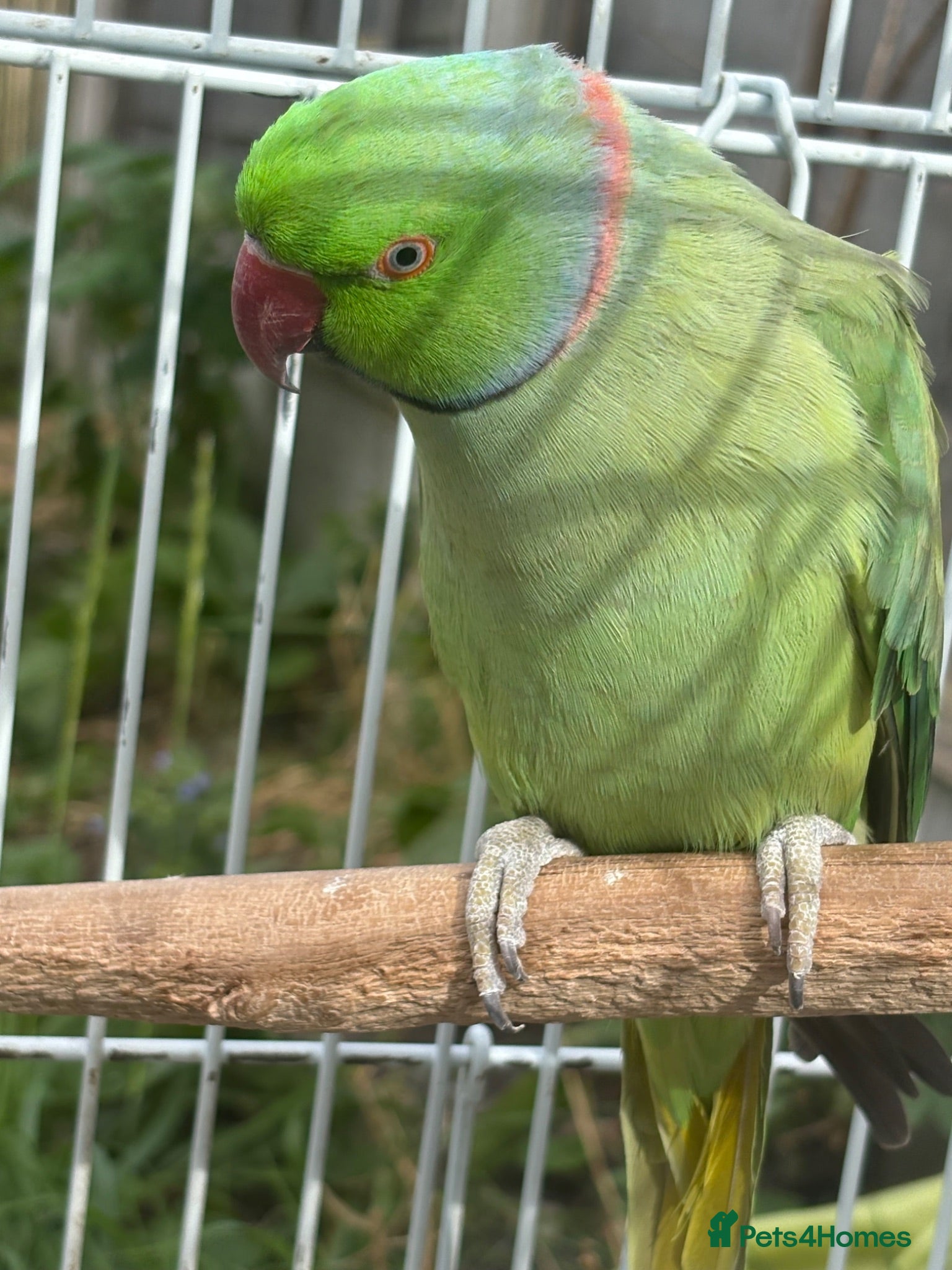 Ringnecks birds Male Indian Ringneck Parrot For Sale  - Advert 2