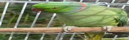 Ringnecks birds for sale: Male Indian Ringneck Parrot For Sale  in Birmingham - Advert 1