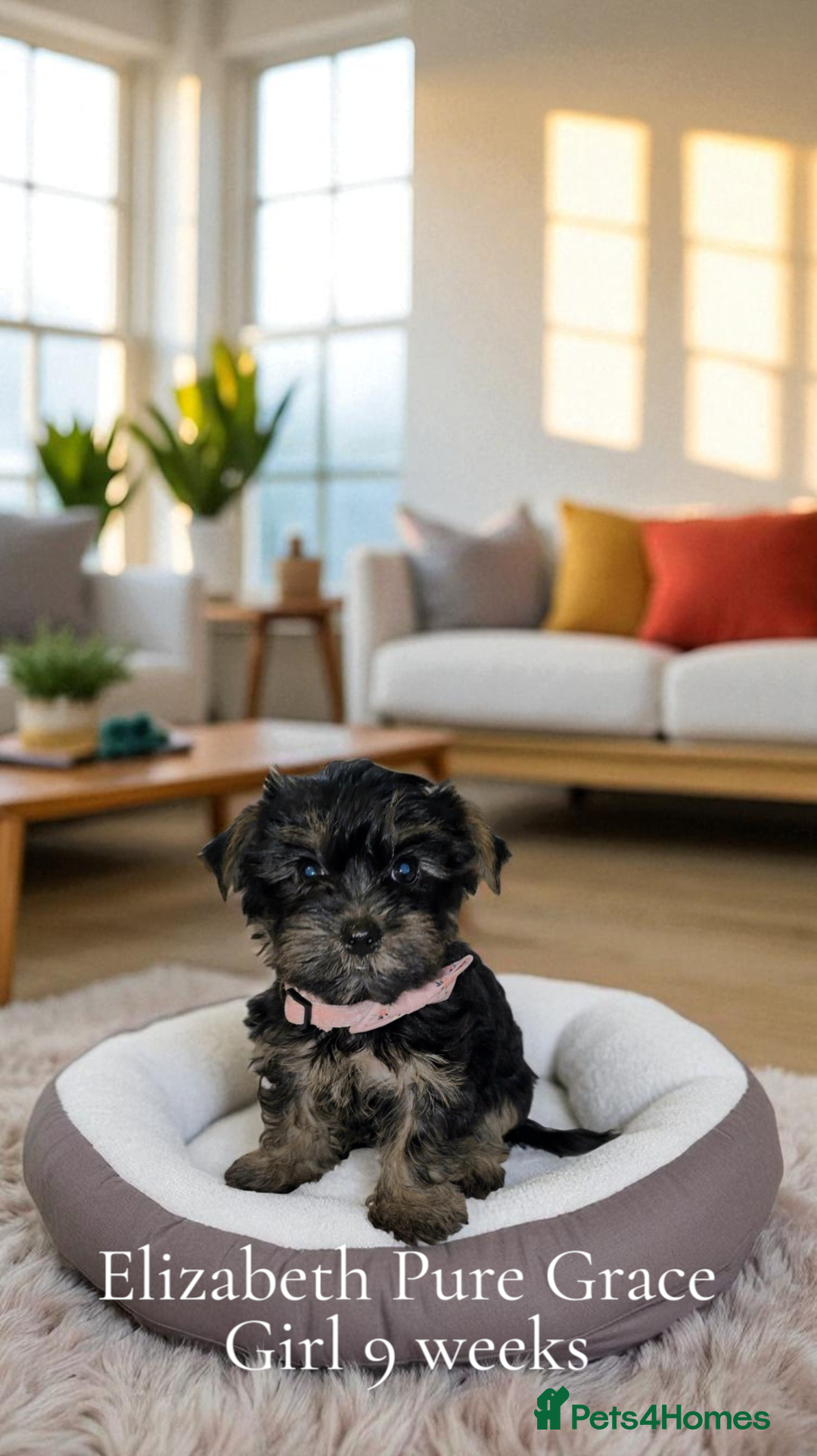 Yorkshire Terrier dogs for sale: Rare Black Yorkie 5-Gen Pedigree–£900–Ready Now 🐾 - Image 12