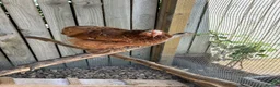 Chickens poultry for sale: Millefleur pekin bantam in York - Advert 2