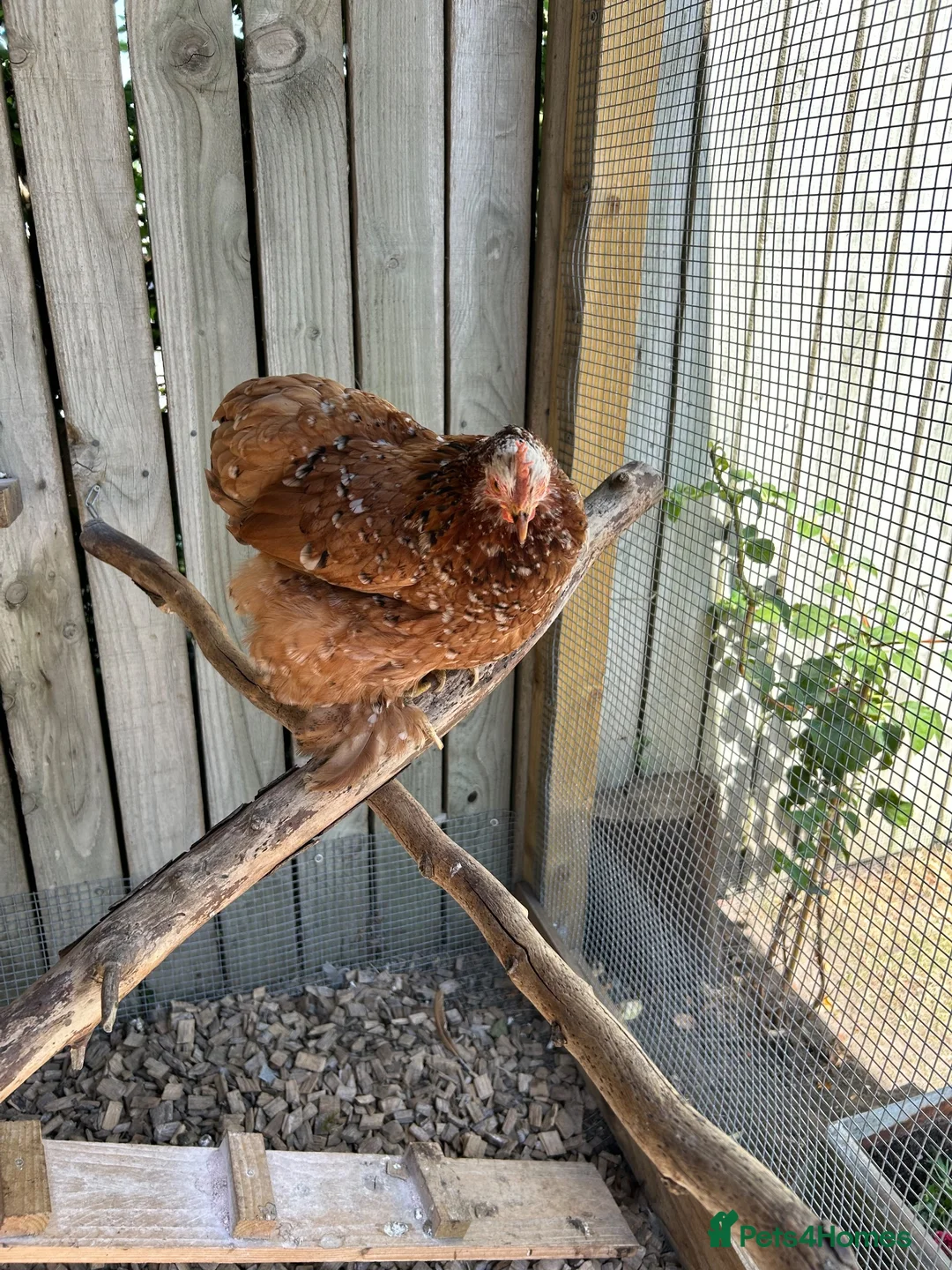 Chickens poultry for sale: Millefleur pekin bantam in York - Advert 2