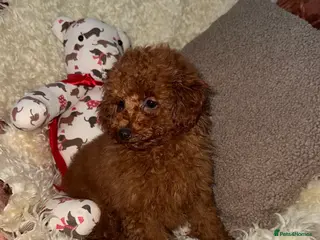 Toy Poodle dogs ❤️❤️Deep Red Petite KC Toy Poodles❤️❤️ - Advert 17