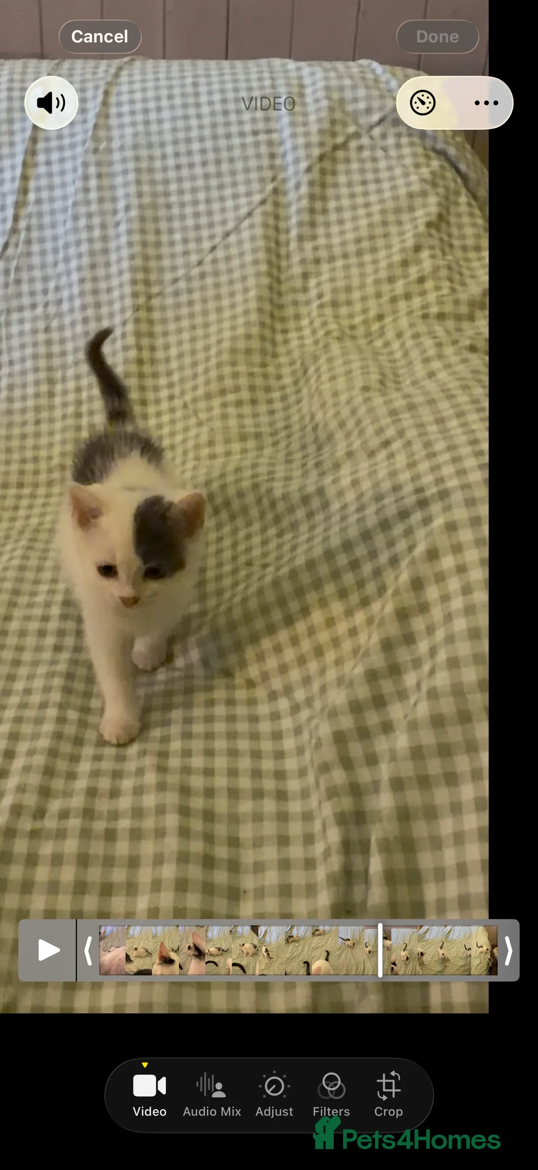 Mixed Breed cats for sale: Beautiful cross fluffy kittens  - Advert 2