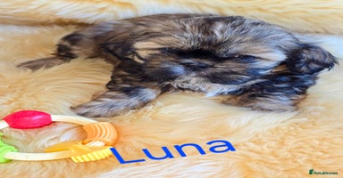 Shih Tzu dogs Shih tzu puppies - Advert 7