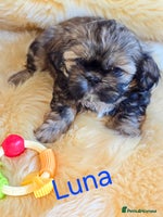 Shih Tzu dogs Shih tzu puppies - Advert 7