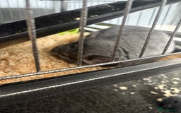 Chinchilla rodents for sale: male chinchilla - Image 3