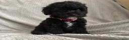 Cavapoochon dogs for sale: READY TO LEAVE NOW!! Miniature cavapoochons - Advert 4