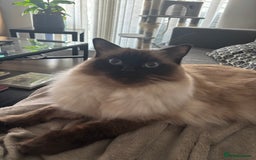 Ragdoll cats for sale: 2 Ragdolls (very close brothers) for adoption - Image 6