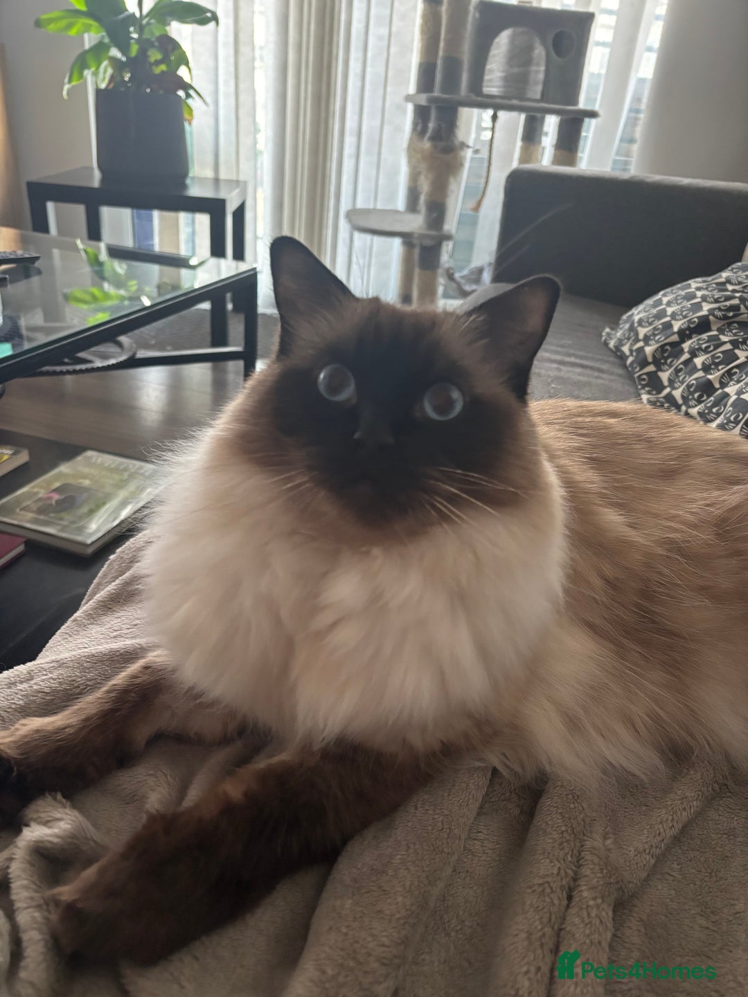 Ragdoll cats for sale: 2 Ragdolls (very close brothers) for adoption - Image 6