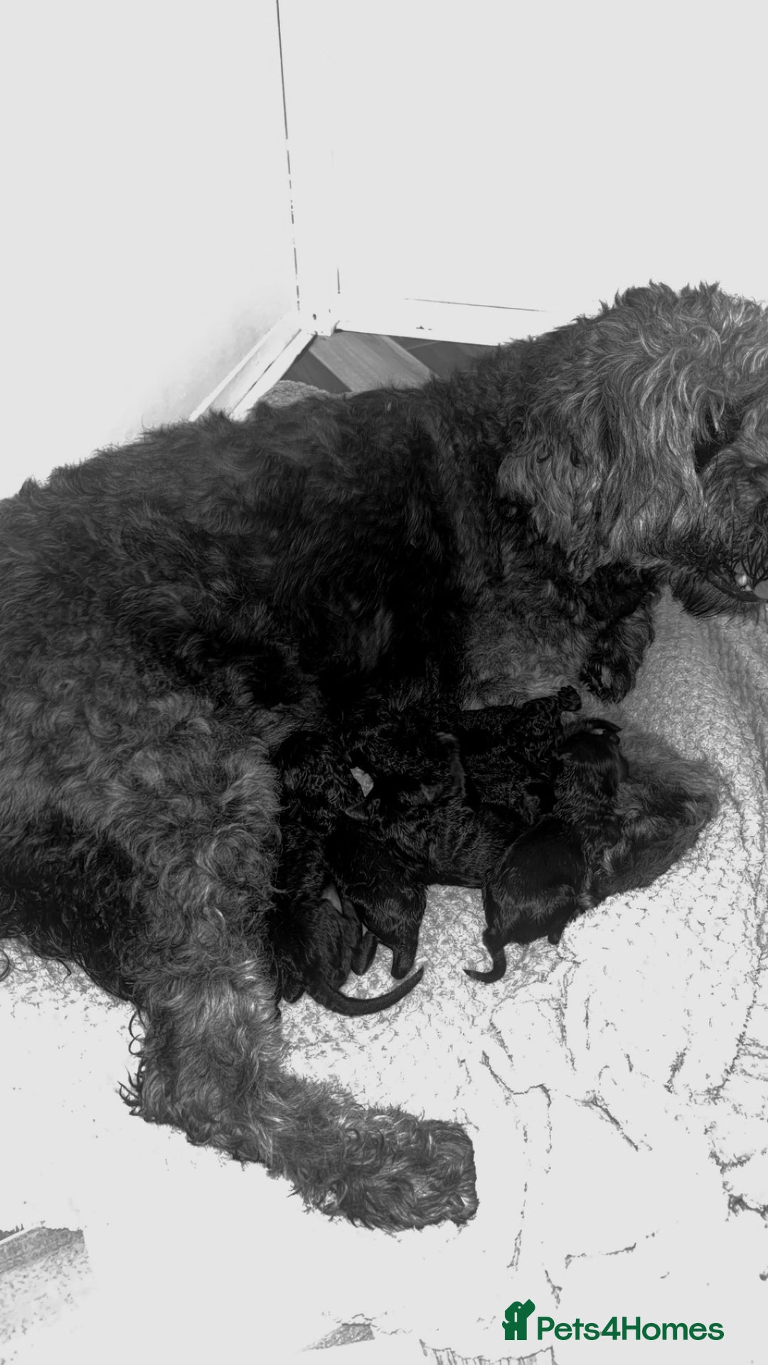 Goldendoodle dogs for sale: Silver golden doodles  - Image 2