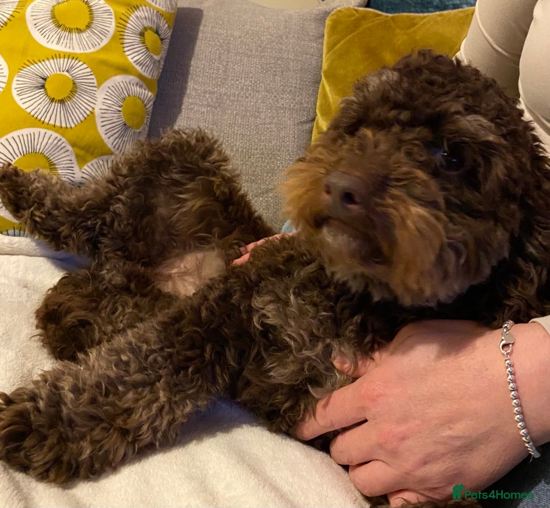 Yorkiepoo dogs for sale: Rehome  - Advert 3