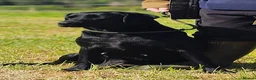 Labrador Retriever dogs for sale: Outstanding Labrador GUNDOG labrador puppies  - Advert 3