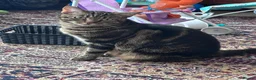 Mixed Breed cats for sale: Gorgeous Tabby Male Cat – Loving Home Wanted in Liverpool - Advert 2