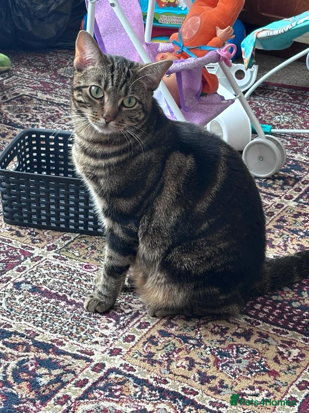 Mixed Breed cats for sale: Gorgeous Tabby Male Cat – Loving Home Wanted in Liverpool - Advert 2