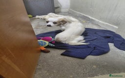 Mixed Breed dogs for adoption: Beautiful and Gentle NIVA - for a Loving Home - Image 5