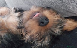 Yorkshire Terrier dogs for sale: Puppies  - Image 7