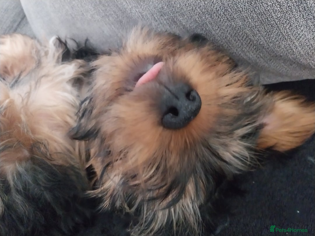 Yorkshire Terrier dogs for sale: Puppies  - Image 7