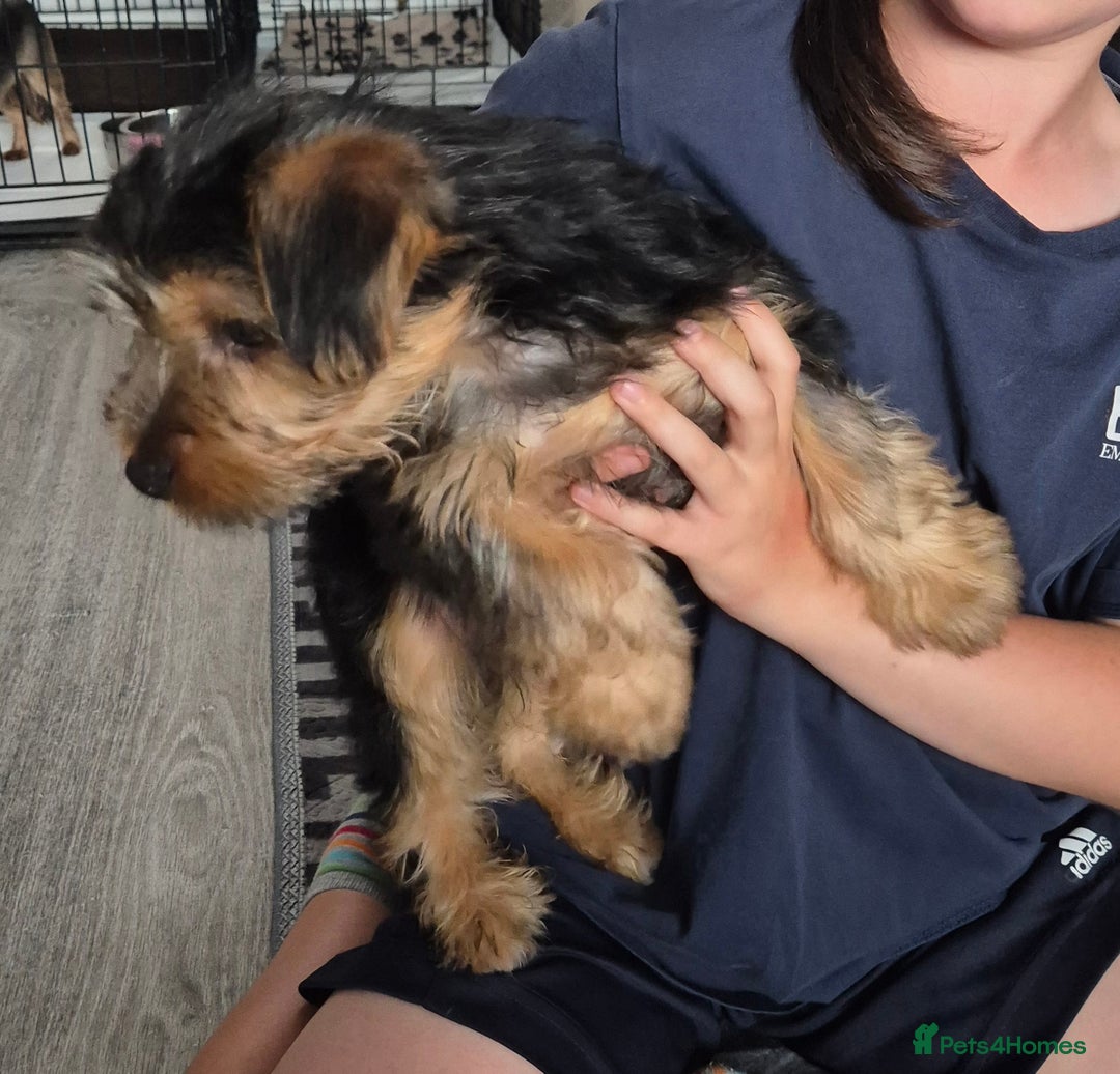 Yorkshire Terrier dogs for sale: ❤️ READY TO NEW HOME❤️Small Yorkshire Terrier Boy - Image 4