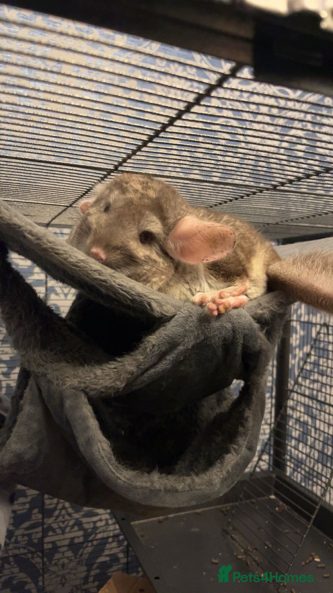Chinchilla rodents for sale: 2 gorgeous chinchilla sisters for re homing ! - Image 3