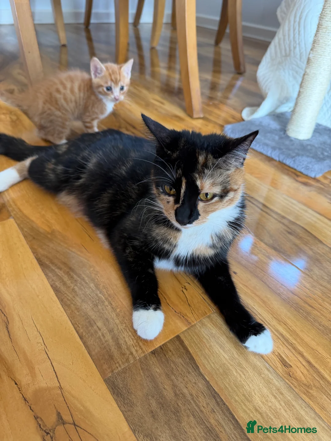 Mixed Breed cats for sale: Kittens for sale! in Chichester - Advert 6
