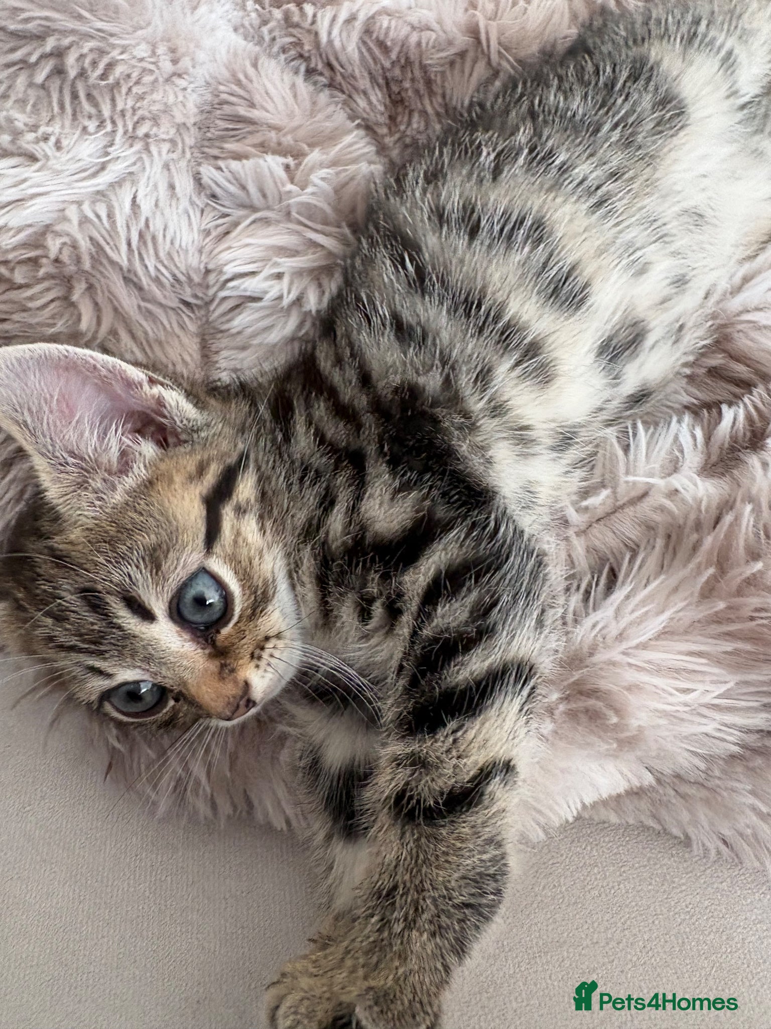 Mixed Breed cats Beautiful tabby kitten with blue eyes - Advert 4
