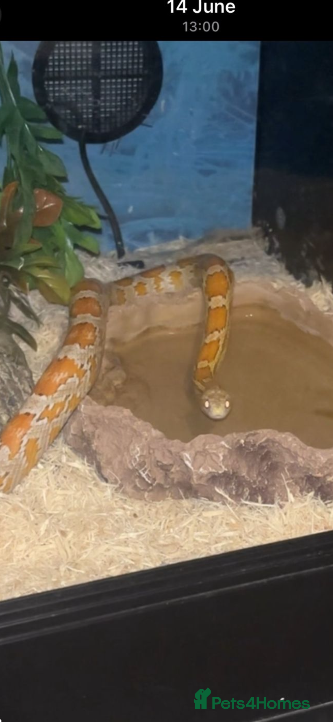Corn Snake reptiles for sale: Orange Corn Snake  - Advert 1