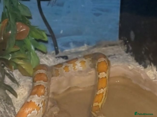 Corn Snake reptiles Orange Corn Snake - Advert 1