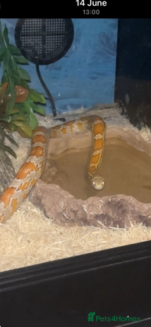 Corn Snake reptiles Orange Corn Snake - Advert 1