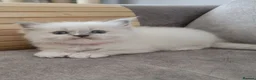 Ragdoll cats for sale: Ragdoll kittens DNA tested  - Advert 8