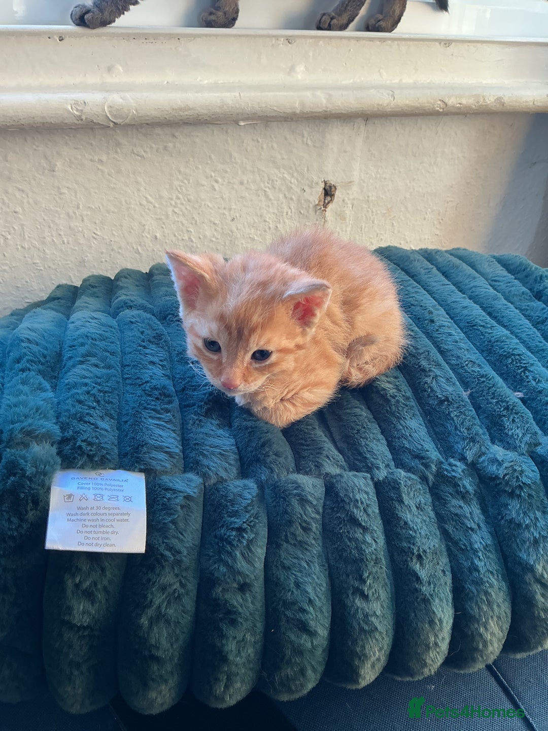 Domestic Shorthair cats for sale: Black-white-Ginger kitten - Advert 18