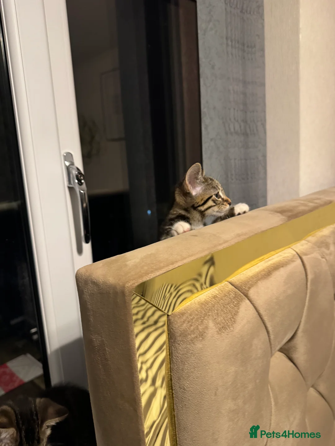 Mixed Breed cats for sale: Yohghj - Advert 7