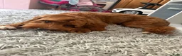 Cavapoo dogs for sale: Male Cavapoo Puppy - Advert 3