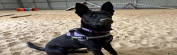 Belgian Shepherd Dog dogs for adoption: Mulan - Advert 3