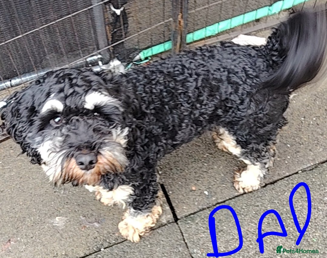 Cockapoo dogs for sale: Cockapoo puppies - Advert 3