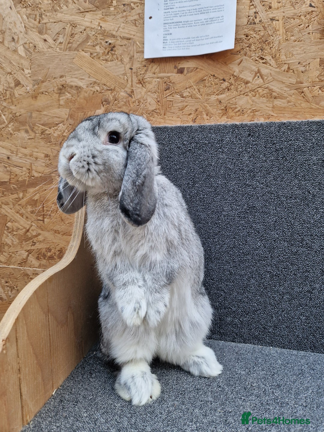 Mixed Breed rabbits for sale: Sweet Little Chin Lop Buck - Image 6