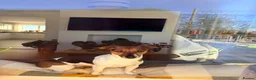 Jack Russell dogs for sale: Traditional Jack Russell Puppies - Advert 4