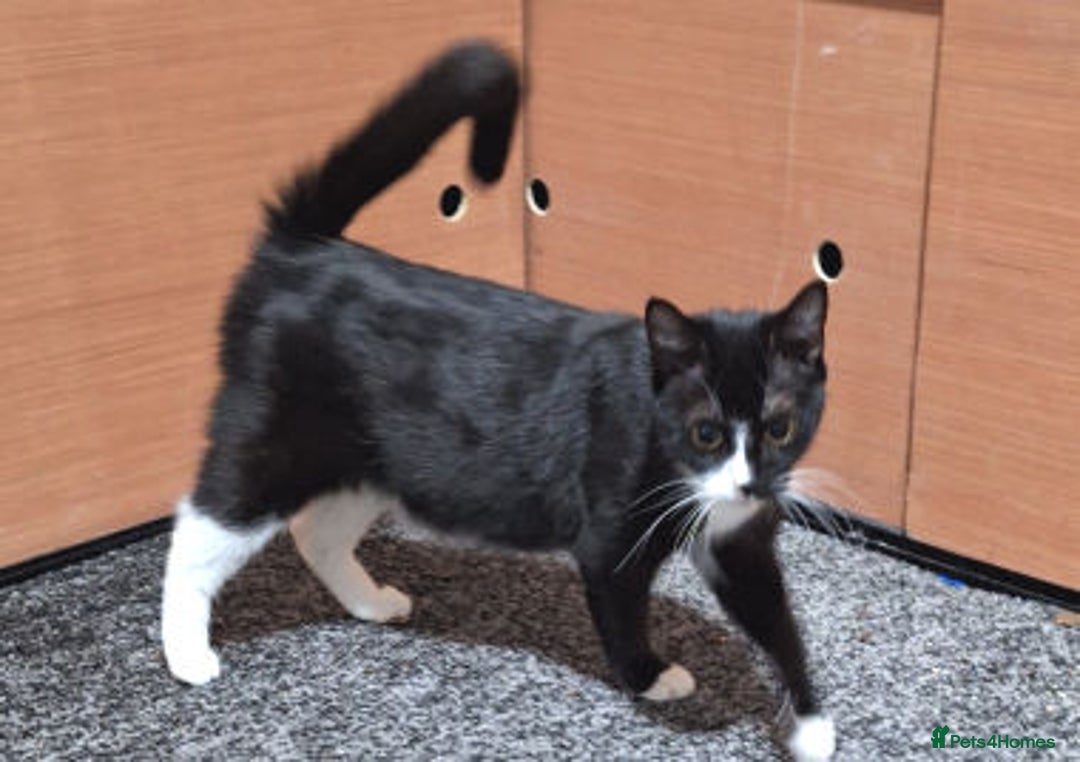 Mixed Breed cats for adoption: IRMARNI - Advert 3