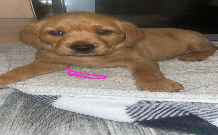 Labrador Retriever dogs Kc registered FTCH hereditary clear labrador pups - Advert 3