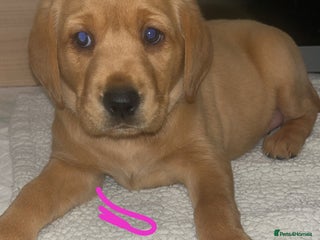 Labrador Retriever dogs Kc registered FTCH hereditary clear labrador pups - Advert 17