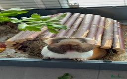 Guinea Pig rodents for sale: Male single Guinea Pig  - Advert 11