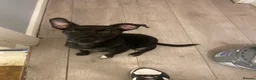 Mixed Breed dogs for sale: 2 beautiful little boys  - Advert 18