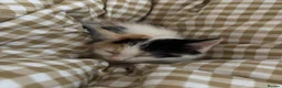 Mixed Breed cats for sale: Beautiful calico female looking for new home  - Advert 7