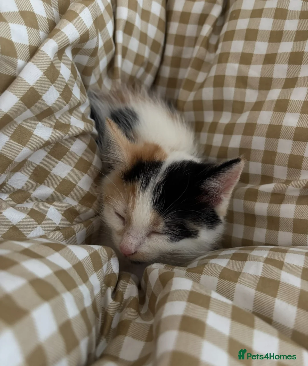 Mixed Breed cats for sale: Beautiful calico female looking for new home  - Advert 7