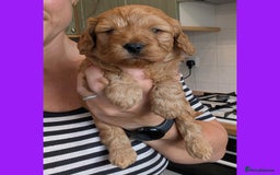Cockapoo dogs for sale: 3 x Beautiful Red Cockerpoo Pups For Sale - Image 3