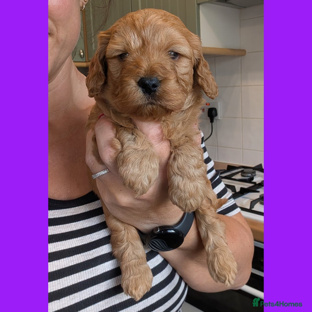 Cockapoo dogs for sale: 3 x Beautiful Red Cockerpoo Pups For Sale - Image 3