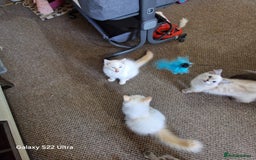 Ragdoll cats for sale: Pure loving ragdool ready for new home  - Image 12