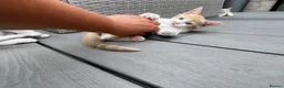 Mixed Breed cats for sale: White and ginger kittens  - Advert 4