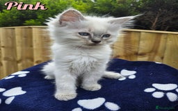 Ragdoll cats for sale: 🤍 STUNNING GCCF REGISTERED RAGDOLL KITTENS 🤍🤍 - Image 7