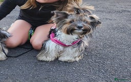 Yorkshire Terrier dogs for sale: 5 szczeniąt York terrier (Biewer) - Image 23